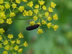 Lucidota punctata