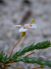 Stylidium repens