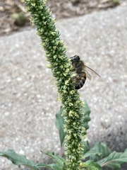 Apis mellifera