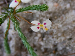 Stylidium repens