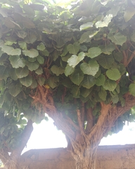 Ficus