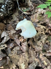 Amanita aestivalis