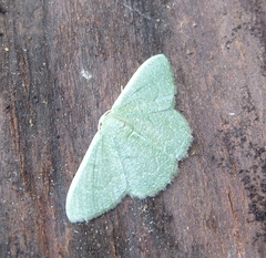 Phaiogramma faustinata