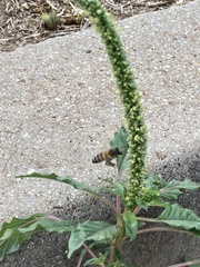 Apis mellifera