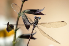 Archilestes californicus