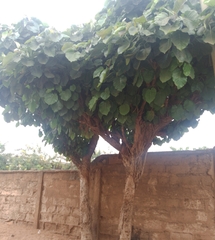 Ficus