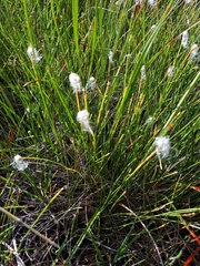 Trichophorum alpinum