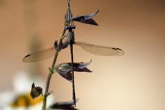 Archilestes californicus