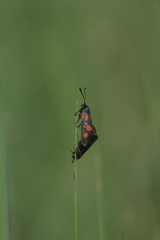Zygaena viciae