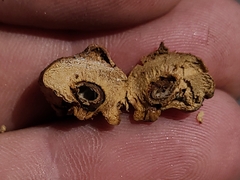Disholcaspis bassetti