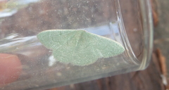 Phaiogramma faustinata