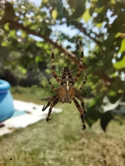 Araneus diadematus
