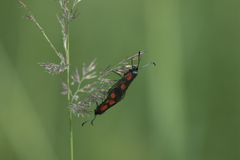 Zygaena viciae