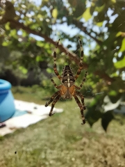 Araneus diadematus