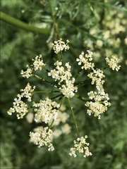 Ligusticum
