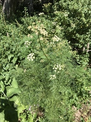 Ligusticum