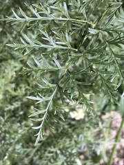 Ligusticum