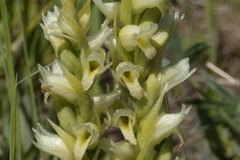 Spiranthes romanzoffiana