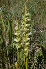 Spiranthes romanzoffiana