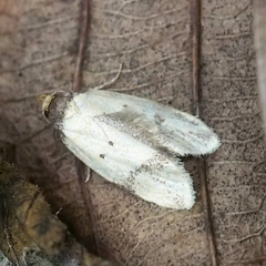Barea enigmella