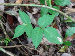 Toxicodendron orientale