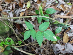 Toxicodendron orientale