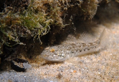 Tamar Goby photo 3