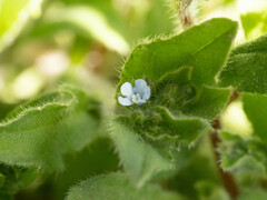 Thyrocarpus glochidiatus