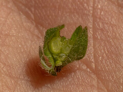 Thyrocarpus glochidiatus