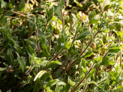 Thyrocarpus glochidiatus