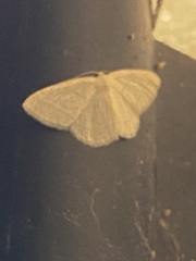 Protitame subalbaria