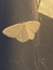 Protitame subalbaria