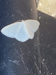 Protitame subalbaria