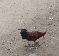 Gallus gallus domesticus
