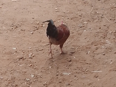 Gallus gallus domesticus