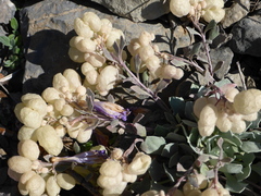 Physaria didymocarpa