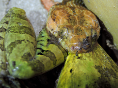 Leptodeira splendida