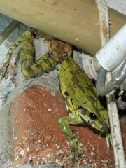 Leptodeira splendida