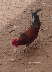 Gallus gallus domesticus