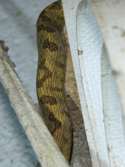 Leptodeira splendida