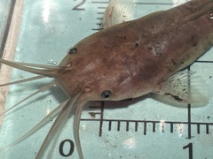 Clarias fuscus