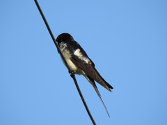 Hirundo rustica