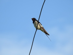 Hirundo rustica