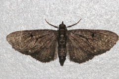 Eupithecia tripunctaria