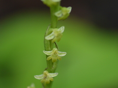 Peristylus