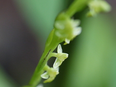 Peristylus