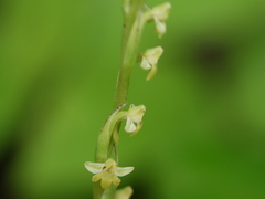 Peristylus