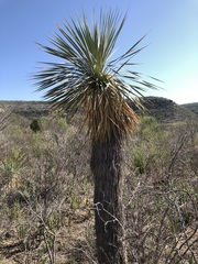 Yucca rostrata