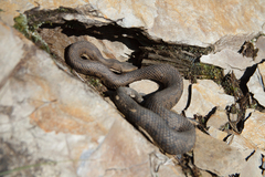 Trimeresurus gracilis