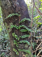 Blechnum filiforme